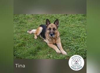 Tina: Traumhund sucht Traumzuhause