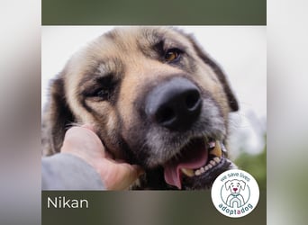 Nikan: Sucht ein Zuhause