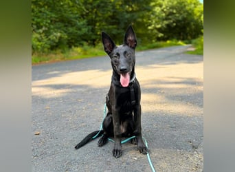 Lilly - intelligent&lernwillig