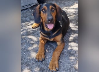 Levi ❤️ Bracke-Mix, verspielt+ aufgeschlossen