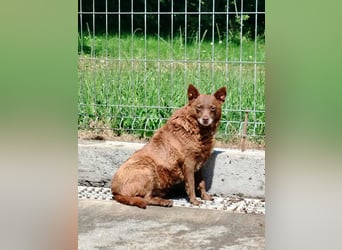 ältere Mischlings Hündin Babsi sucht ein Zuhause oder Pflegestelle