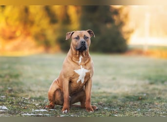 Xl Bully Rüde