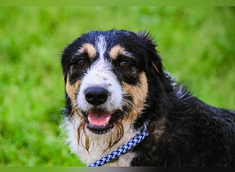 Kathy, Mix Border Collie / Griffon, lieb und sozial