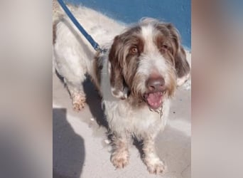 Ekait, sie leidet im Tierheim