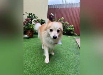 Alf SR – Freundlicher Spitz-Rüde sucht liebevolles Zuhause