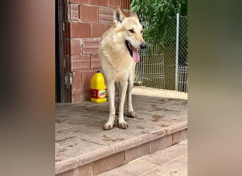 LOBO-Zuhause für besonderen, außergewöhnlichen, faszinierenden Hundebub wartet auf „seine Menschen“.