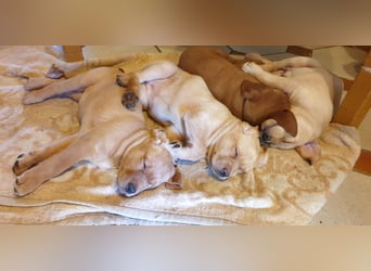 Labrador Welpen Hündinnen / Rüde in Fox- red - USA Line