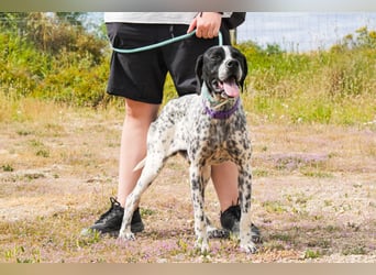 Pintas, Englischer Pointer, lieb und verträglich