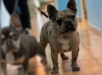 Stitch geb. 08/2023 (ESP) - gesellige und neugierige Französische Bulldogge!