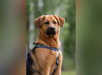 Atives Zuhause für Misha gesucht