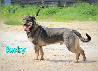 Bucky geb. 12/2021 - lustiger, aktiver und verspielter Outdoor-Begleiter!