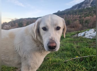 Lucy – Treue Seele mit großem Herz sucht ihr Zuhause!