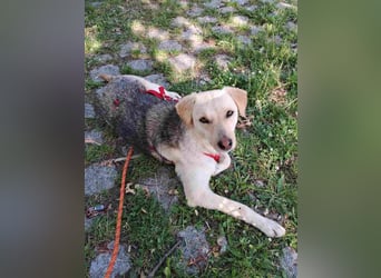 ⭐️MELLI⭐️, Hündin, 2 Jahre, 40 cm, Mischling, Tierschutz