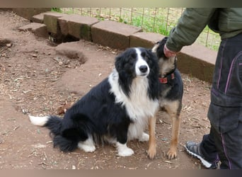 Poncho sucht sein Zuhause für immer