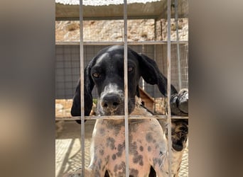 Penni sucht ein Zuhause