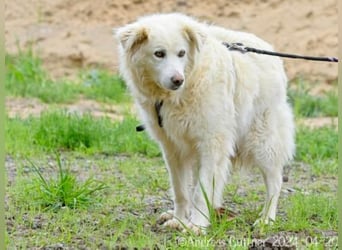 Puiu ist ein toller, super lieber Hund