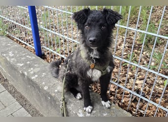 Laroche - dein neuer bester Hundekumpel (32051 Herford)