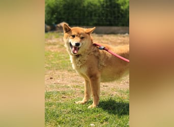 Skyla-Snapszi PP - Liebe Hündin auf der Suche nach ihrem Glück