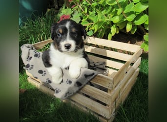 Mini Aussie Welpen / Miniatur Australian Shepherd Welpen Welpe