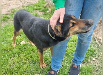 Camillo