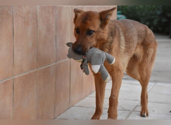 Bildschöne LOTI-bringt die Herzen mit ihrem freundlichen, sanften Herzen zum schmelzen. Auch deines?