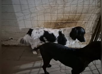 Rüde 117235 sucht sein neues Zuhause