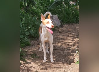 Jumanji – neugieriger Podenco mit liebevollem Wesen