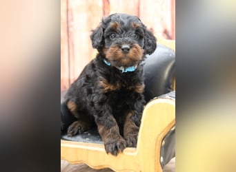 Tibet-Doodle-Welpen F1 aus familiärer Vereinszucht(mit Papiere) dürfen reserviert werden.