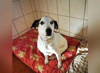 Lucie, Mischling, geb. 2009, eine traumhafte Seniorin
