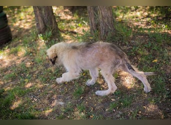 Chip 231427: Hundekind sucht ein Zuhause