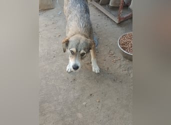 SIMBA - Traumzuhause gesucht