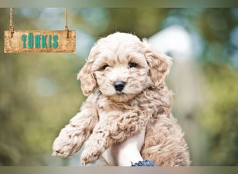 5 Wunderschöne Maltipoo-Welpen suchen ein neues, liebevolles Zuhause!