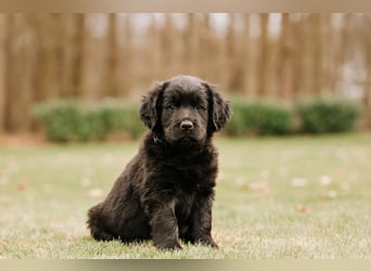Wunderschöner Golden Retriever - Labrador Mix Welpe