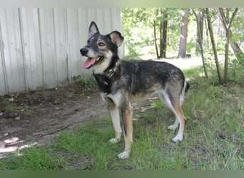 Camilla, Schäferhund-Husky-Mischling, geb. 2022, schlaue, liebevolle Hündin