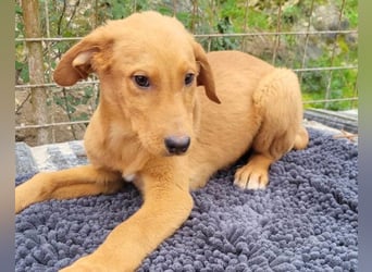 Kimbo ❤️ verspielter Labi-Bracke-Mix Bub