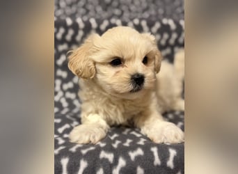 Maltipoo Welpe