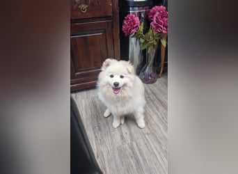 Auszugsbereit F2 Welpen kleinbleibend Zwerghusky Minihusky Zwergspitzhuskys mittelklein