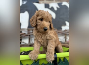 GoldenDoodle Welpen 