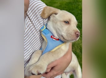 Labrador Welpen reinrassig rüde weiß NRW Kleinanzeige Köln