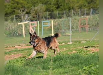 Rocky (Spanien) - liebevoller Senior sucht Alterswohnsitz