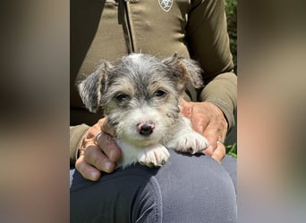 Wunderschöne Parson Jack-Russell Terrier Welpen, aus liebevoll. Hausaufzucht