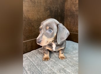 Zwerg Dackel Welpen in besonderen Farben (blue / choco / Harlekin) suchen tolles Zuhause