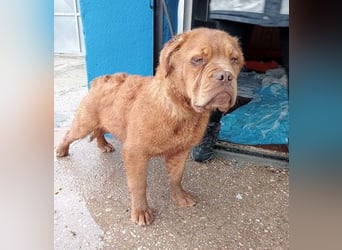 Melo, soll nicht im Tierheim bleiben