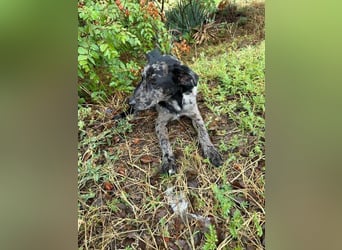 Zecco- ein Wundervoller Hundejunge sucht ein Zuhause