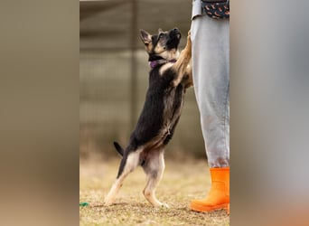 Verspielte Samantha sucht ihre Menschen