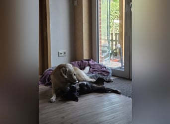 AINOA ❤️ Sonnenschein Familienhündin, Pflegefamilie Kevelaer