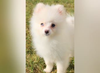 Zwergspitz Pomeranian "Vanilla" Hündin 4 Monate kann ins neue Heim ziehen