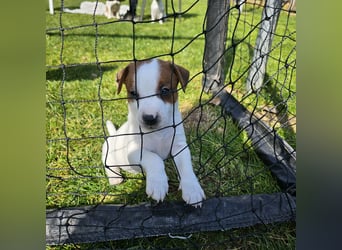 5 wunderschöne Jack Russel Terrier Welpen
