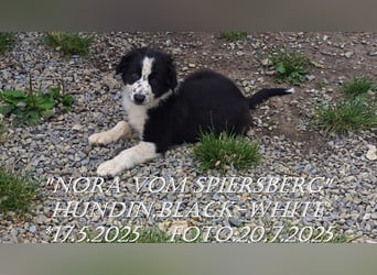 Border Collie-Welpen , black-,choco-,red-white und red-merle