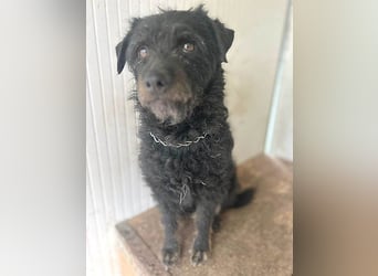 zarte kleine Hundeseele BORI - 6 Jahre, 40cm/9kg - Schnauzer-Mix